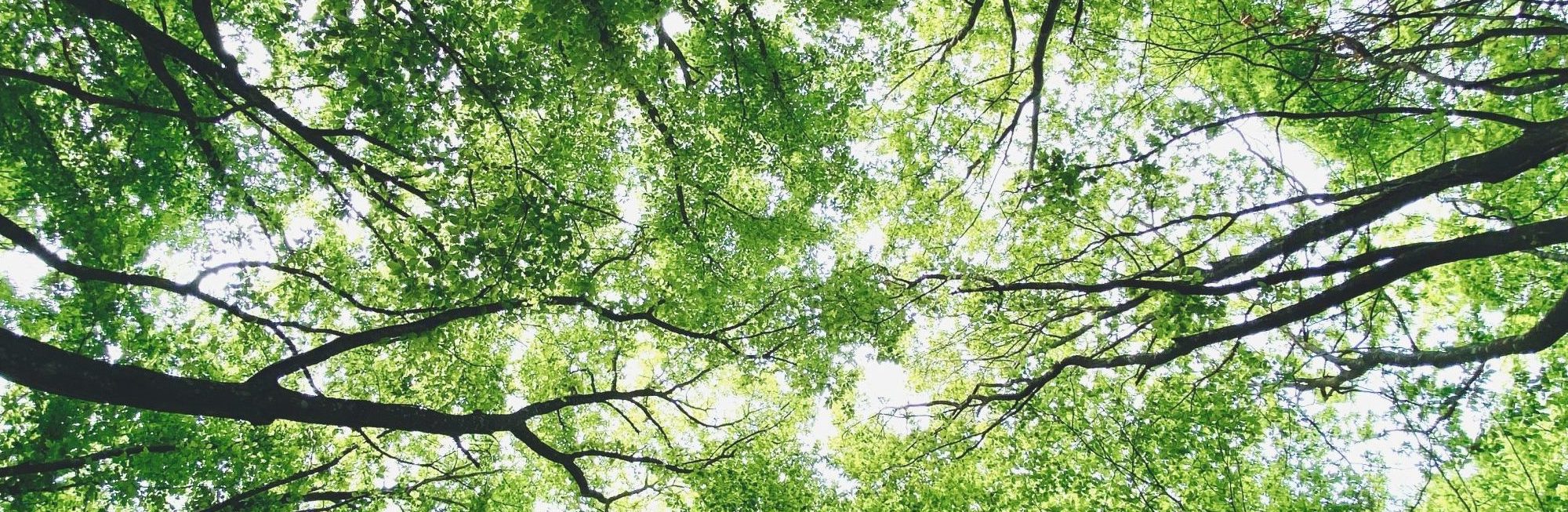 Photo de Teodor Drobota - Unsplash